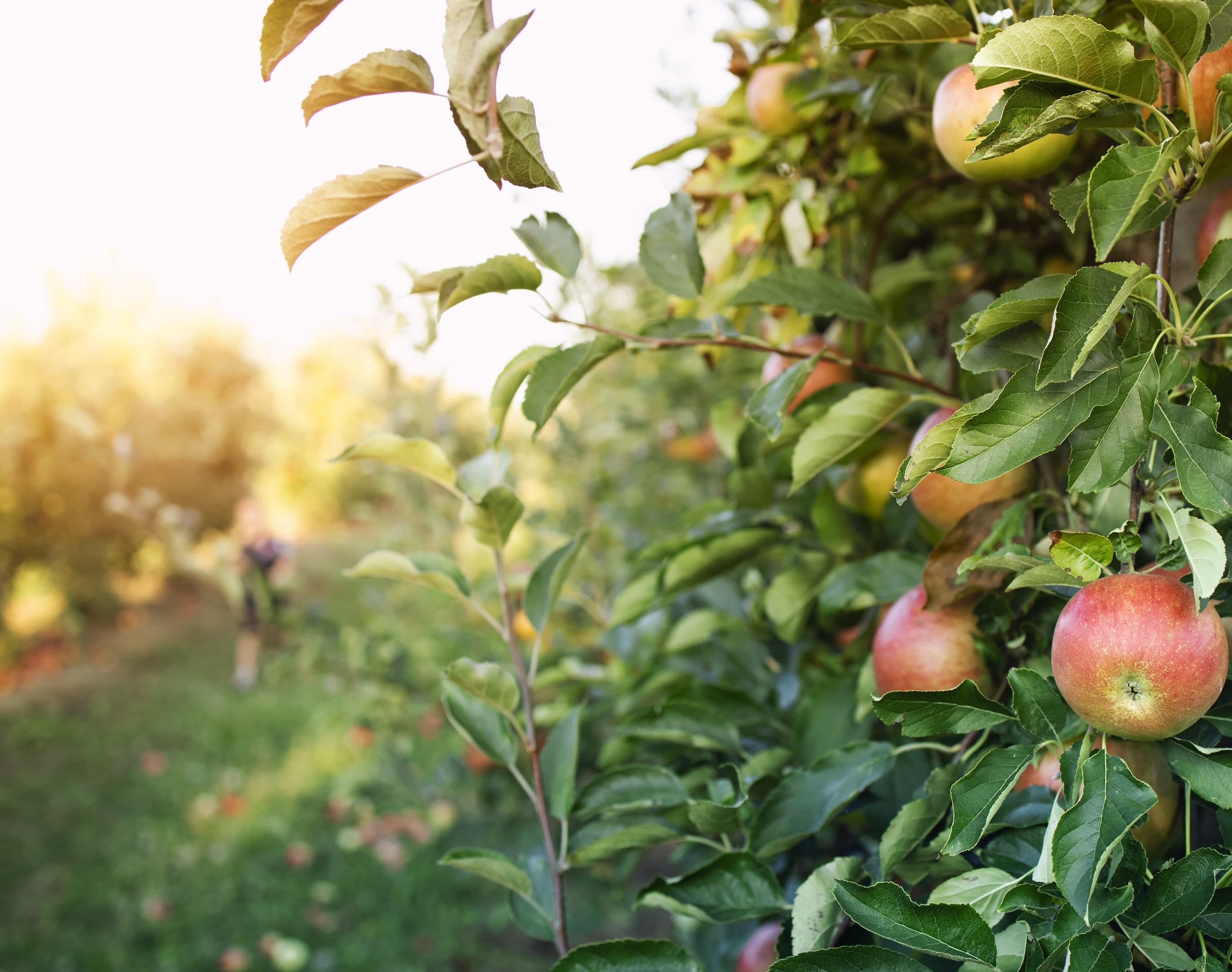 Bio-Obstgarten von Obstbau Haas — reife Äpfel im goldenen Licht des Steirischen Vulkanlands