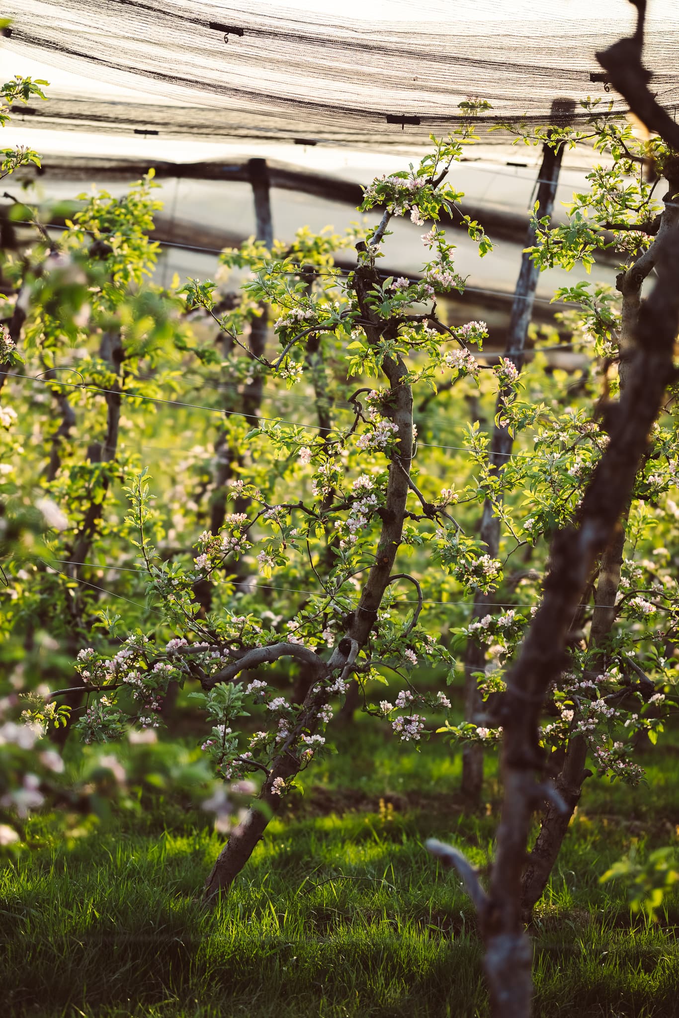 Bio-Obstgarten von Obstbau Haas im Steirischen Vulkanland
